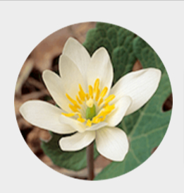 Sanguinaria Canadensis